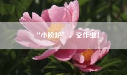 “小粉炉”，交作业！