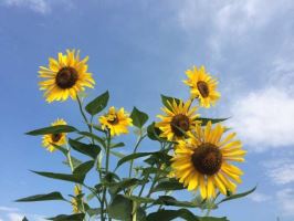 太原汽车托运到平度怎么收费 太原汽车托运到平度怎么收费
