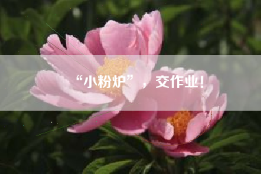 “小粉炉”，交作业！